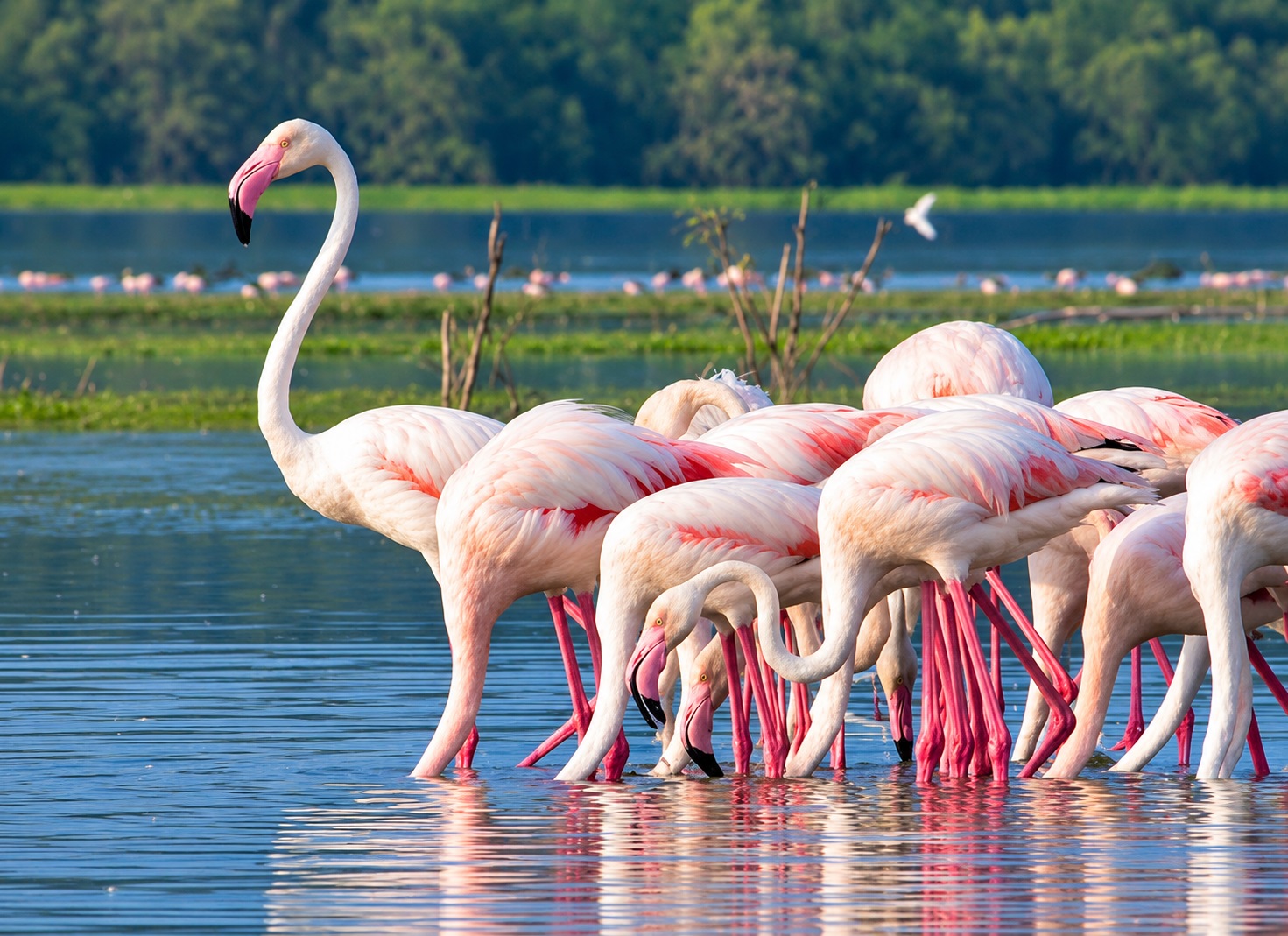 A flock of greater flamingos (Phoenicopterus roseus) - Bundala Bird Sanctuary